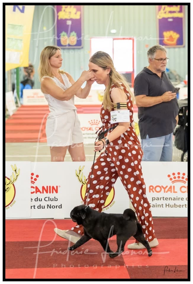 CH. Amore mio black Du chevalier de saint maxime - 1 Excellent CACIB J + Meilleur Jeune