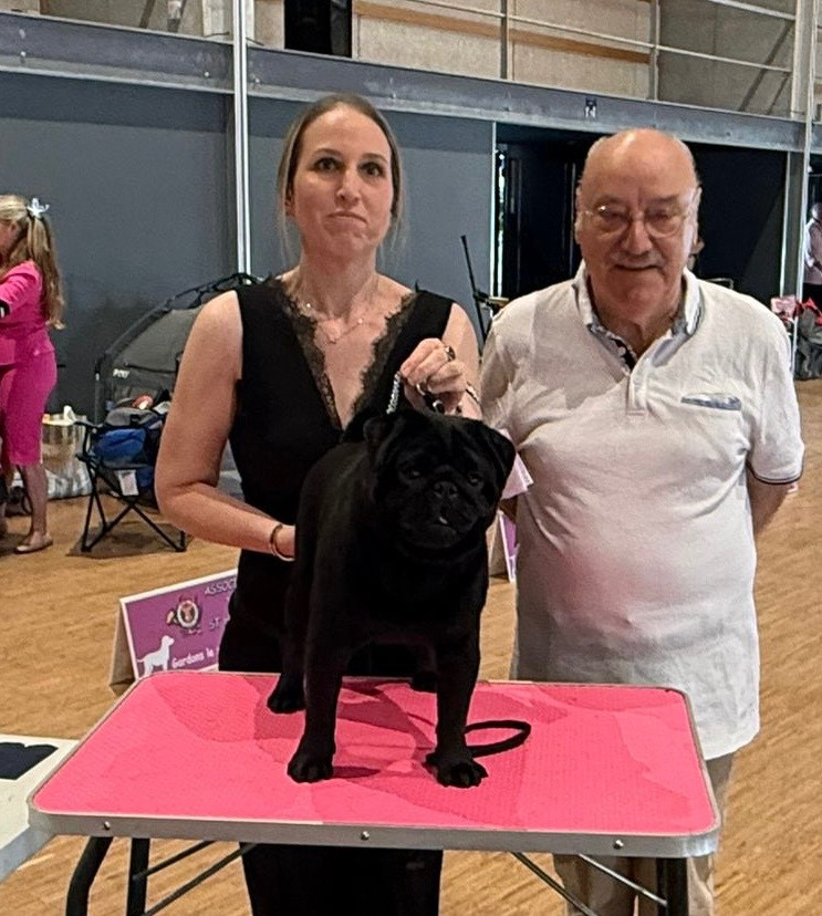 CH. Amore mio black Du chevalier de saint maxime - 1 Excellent CACS J + Meilleur Jeune + Meilleur de Race