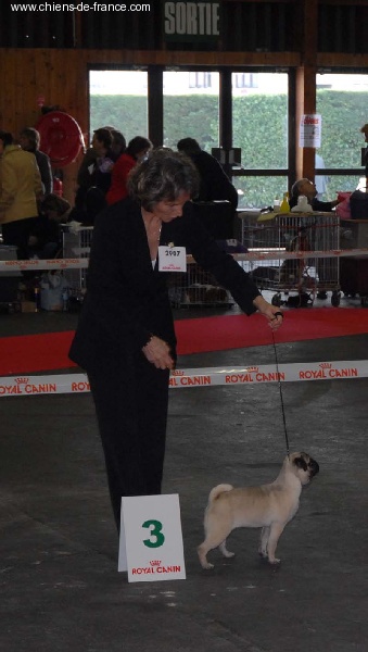 Bomba latina Du chevalier de saint maxime - 3° TRES PROMETTEUR ( sur 4 )