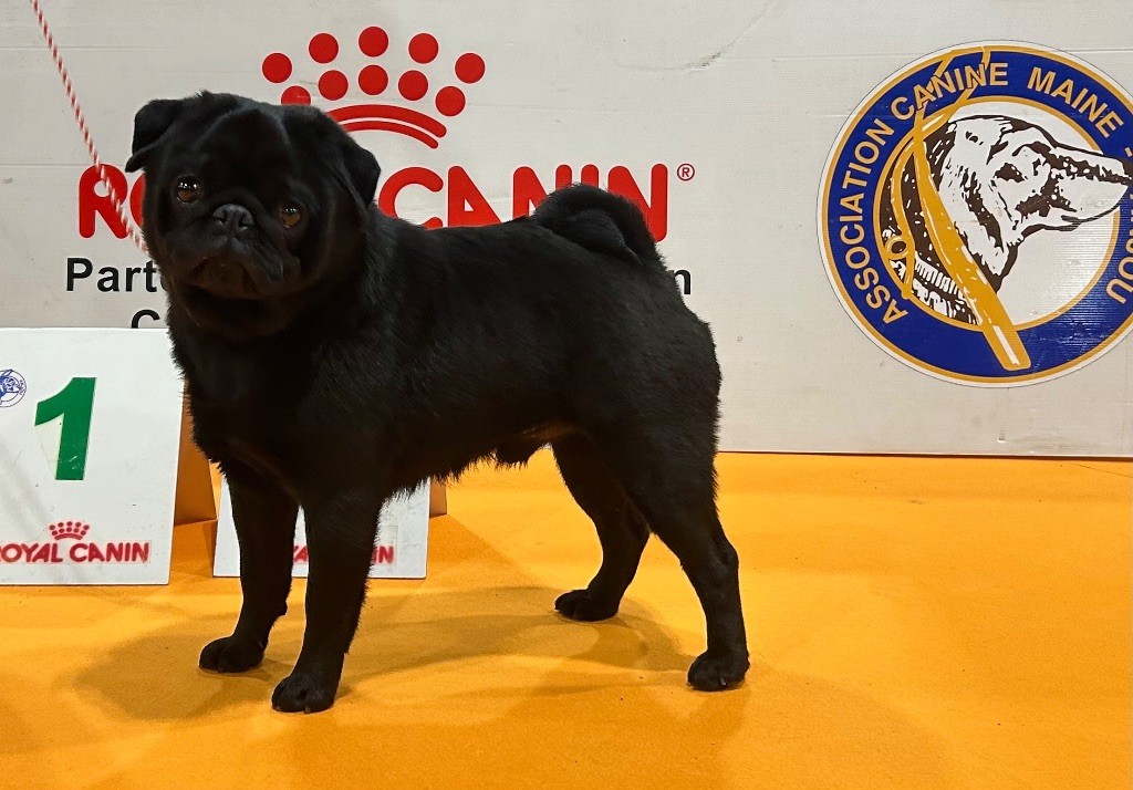 CH. Ursa major black Du chevalier de saint maxime - 1 Excellent CACS