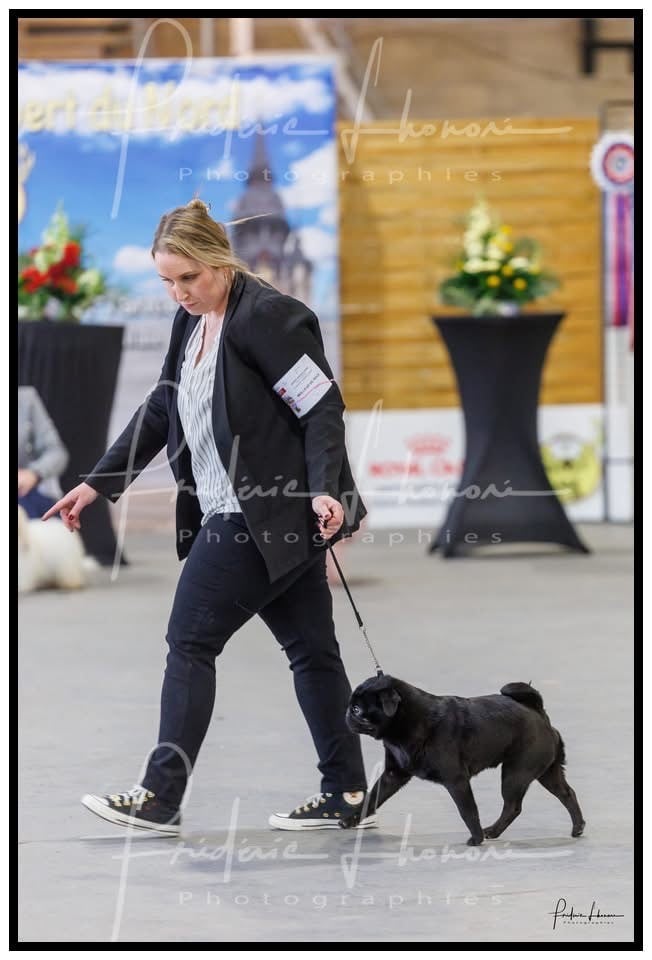 CH. Ursa major black Du chevalier de saint maxime - 1 Excellent CACS + Meilleur de race ( BOB )