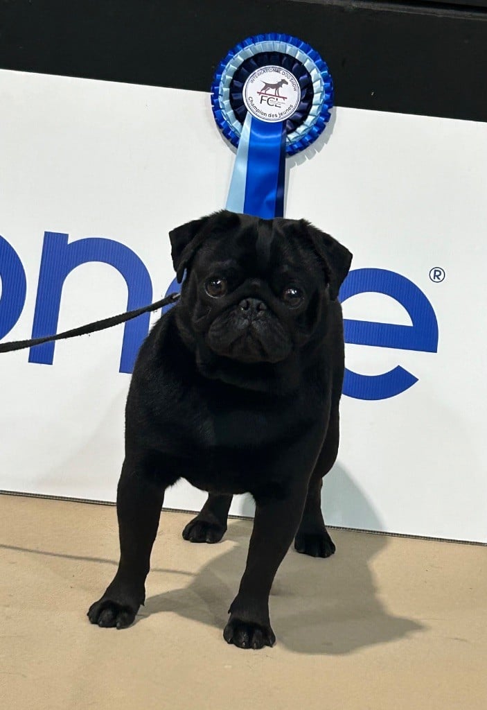 CH. Vittorio empereur black Du chevalier de saint maxime - 1 Excellent - Jeune Champion du Luxembourg