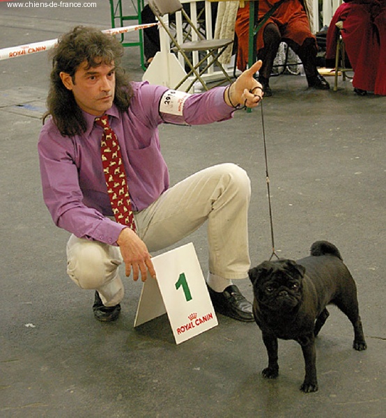 CH. Vulcain black velours Du chevalier de saint maxime - 1° EXC.CACS CACIB BOB