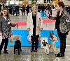 wilkoria Ulisses - 1 Très Prometteur + Meilleur Puppy 