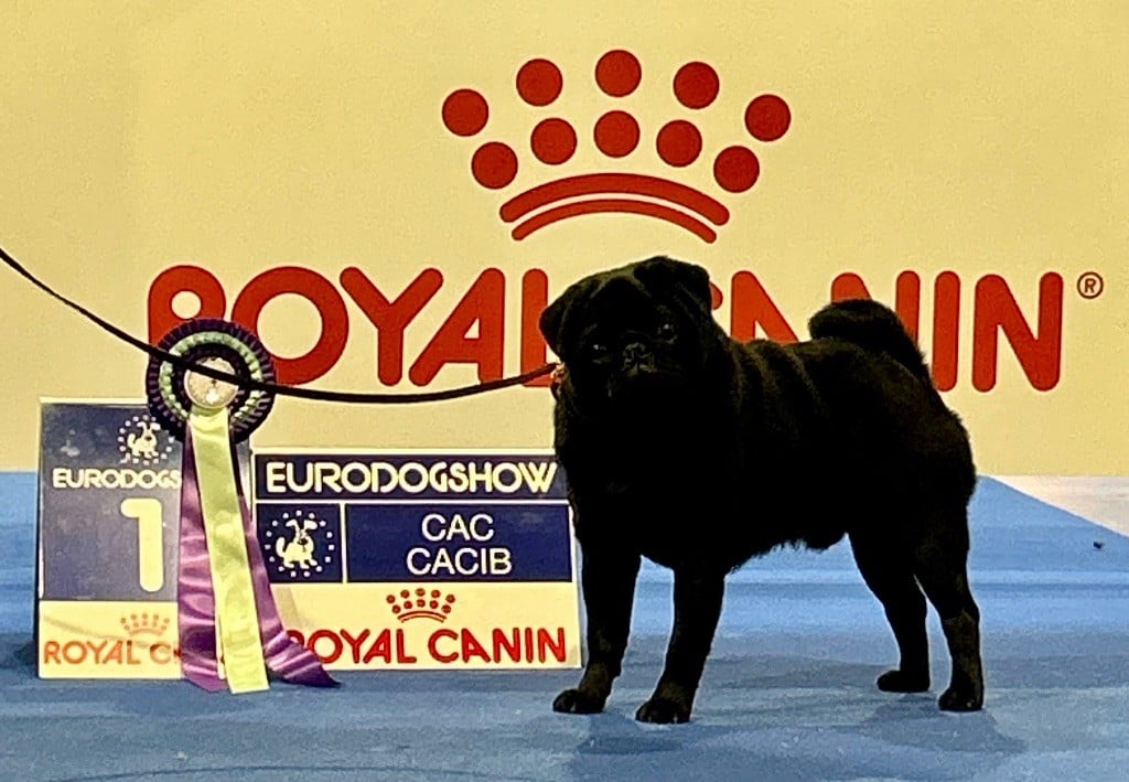 CH. Ursa major black Du chevalier de saint maxime - 1 Excellent CAC CACIB