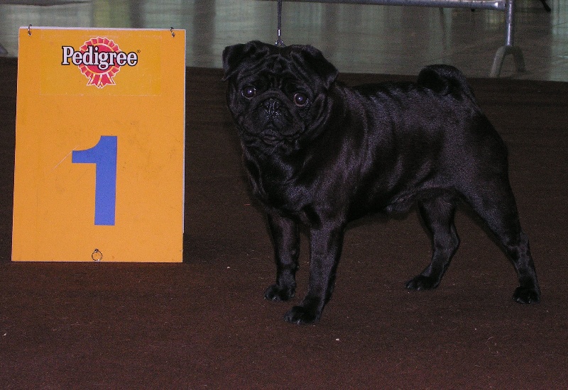 CH. Vulcain black velours Du chevalier de saint maxime - 1° Exc.CACL RACIB MEILLEUR MALE NOIR