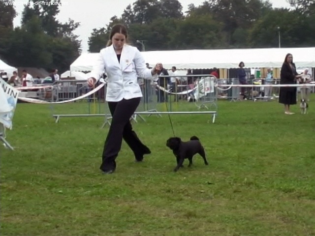 CH. Admirer lisbeth black Du chevalier de saint maxime - 1° Excellent CACS