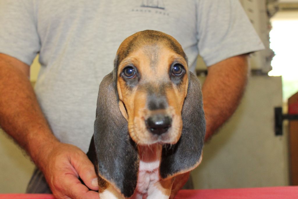 TENNESSEE de la Petite Dordogne