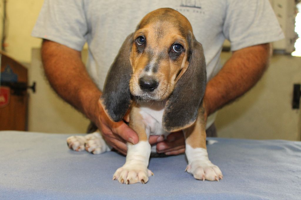 THOR de la Petite Dordogne