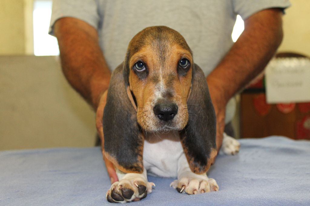 TURIN de la Petite Dordogne