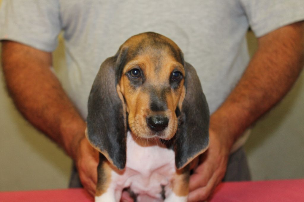 TENNESSEE de la Petite Dordogne