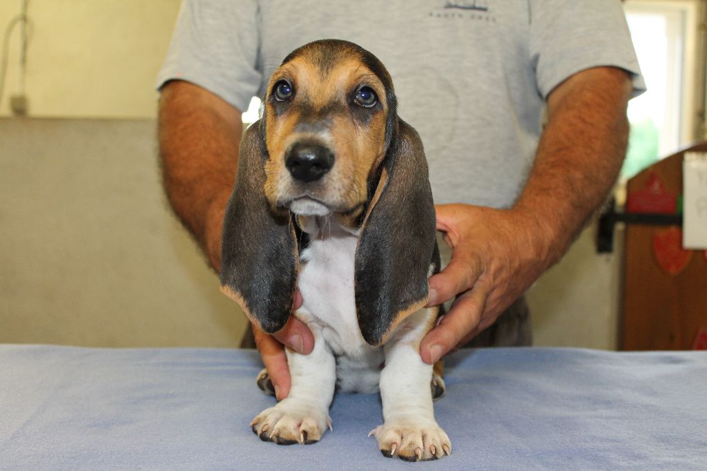 TOKYO de la Petite Dordogne