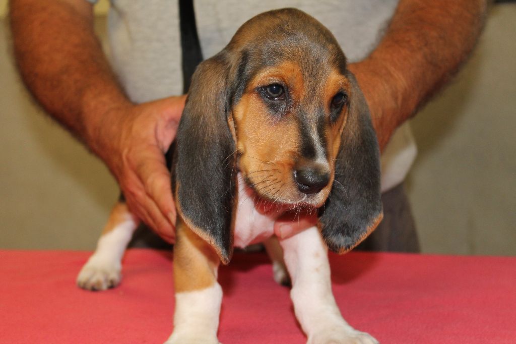 T'LILAS de la Petite Dordogne