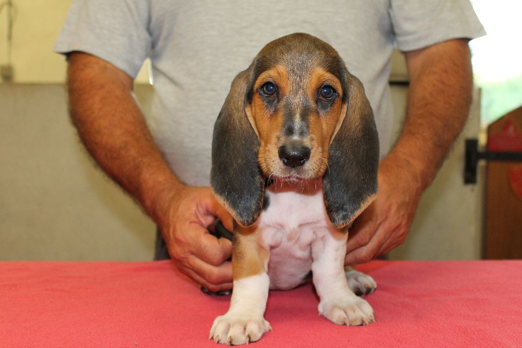 T'LILAS de la Petite Dordogne