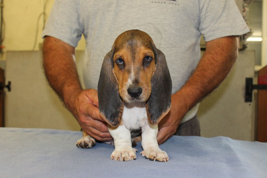 TURIN de la Petite Dordogne