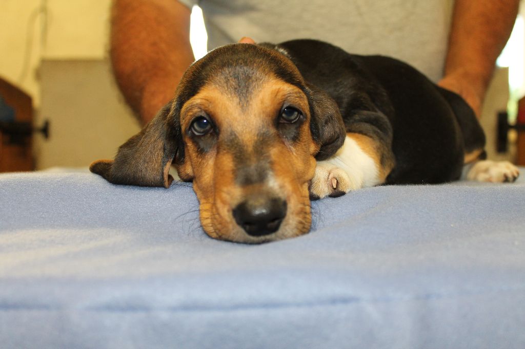 TOKYO de la Petite Dordogne