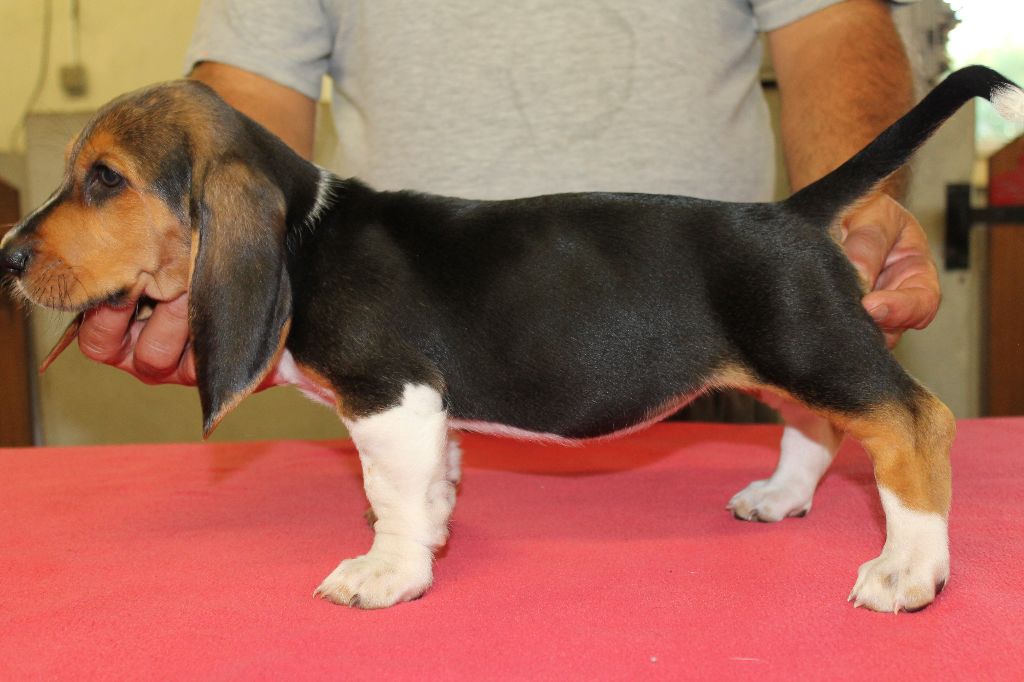 T'LILAS de la Petite Dordogne