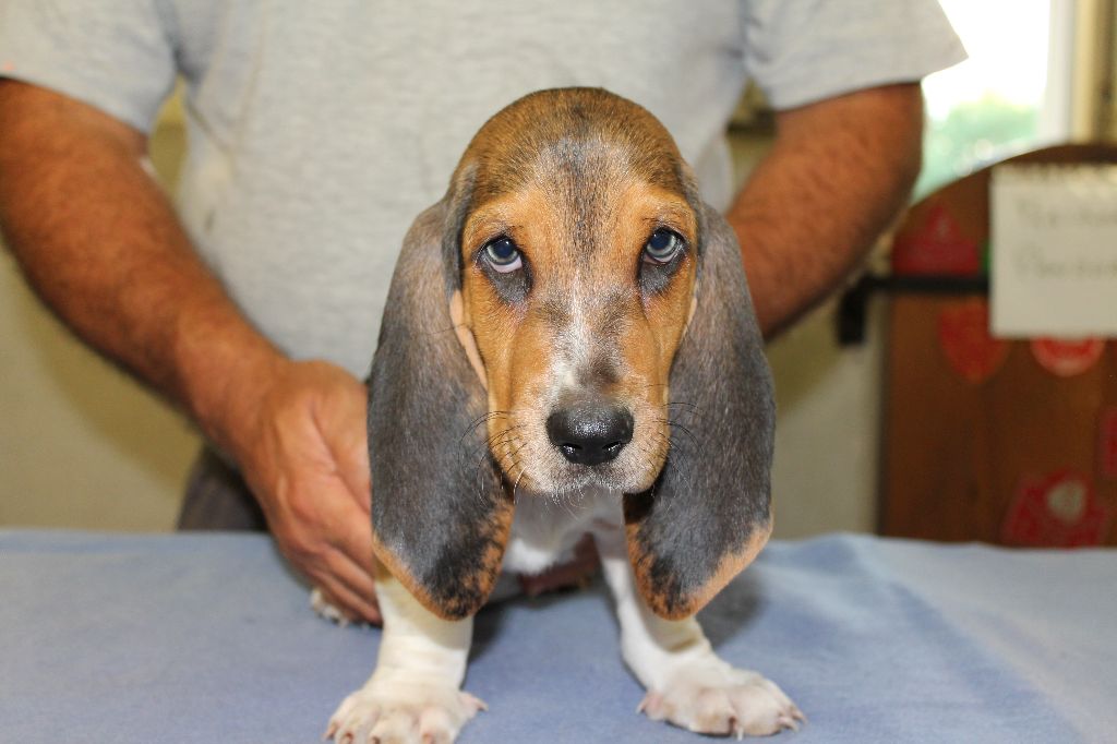 TURIN de la Petite Dordogne