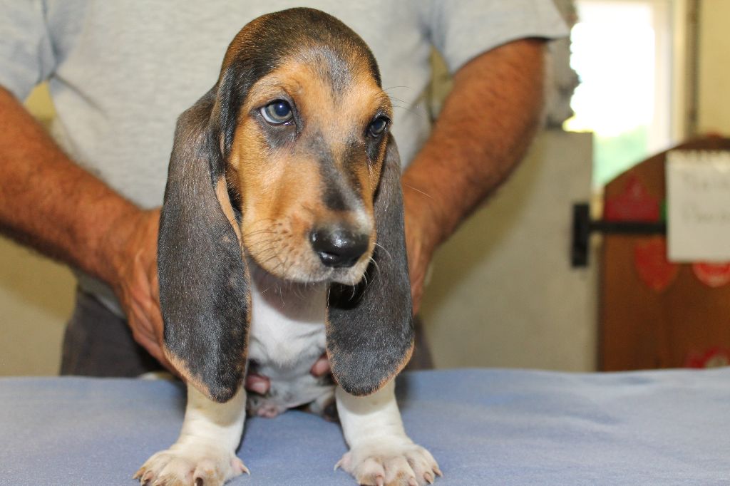 TOKYO de la Petite Dordogne