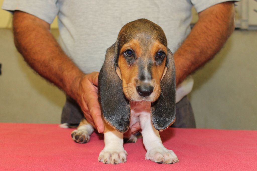 T'LILAS de la Petite Dordogne