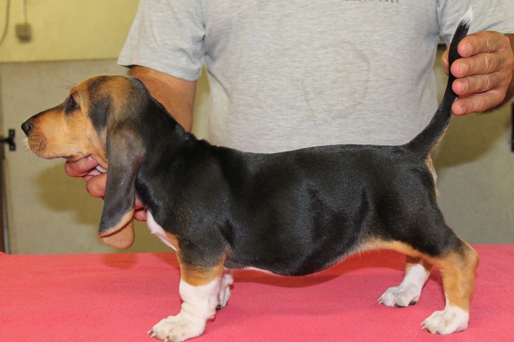 TENNESSEE de la Petite Dordogne