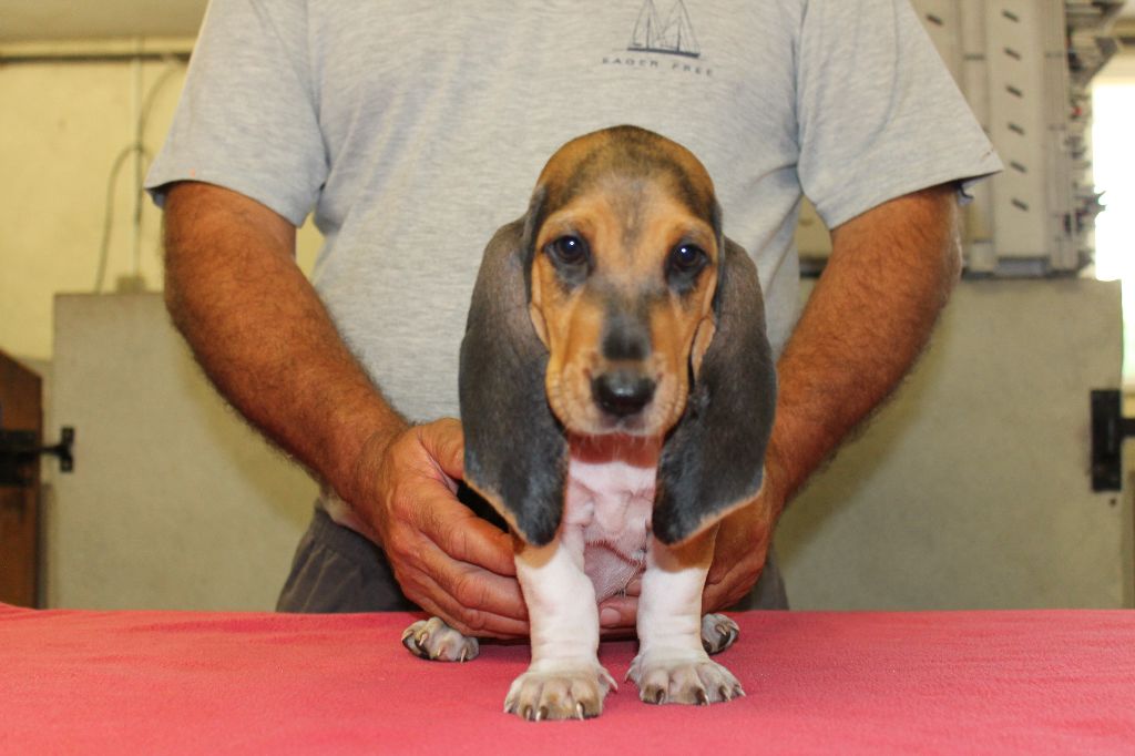 TENNESSEE de la Petite Dordogne