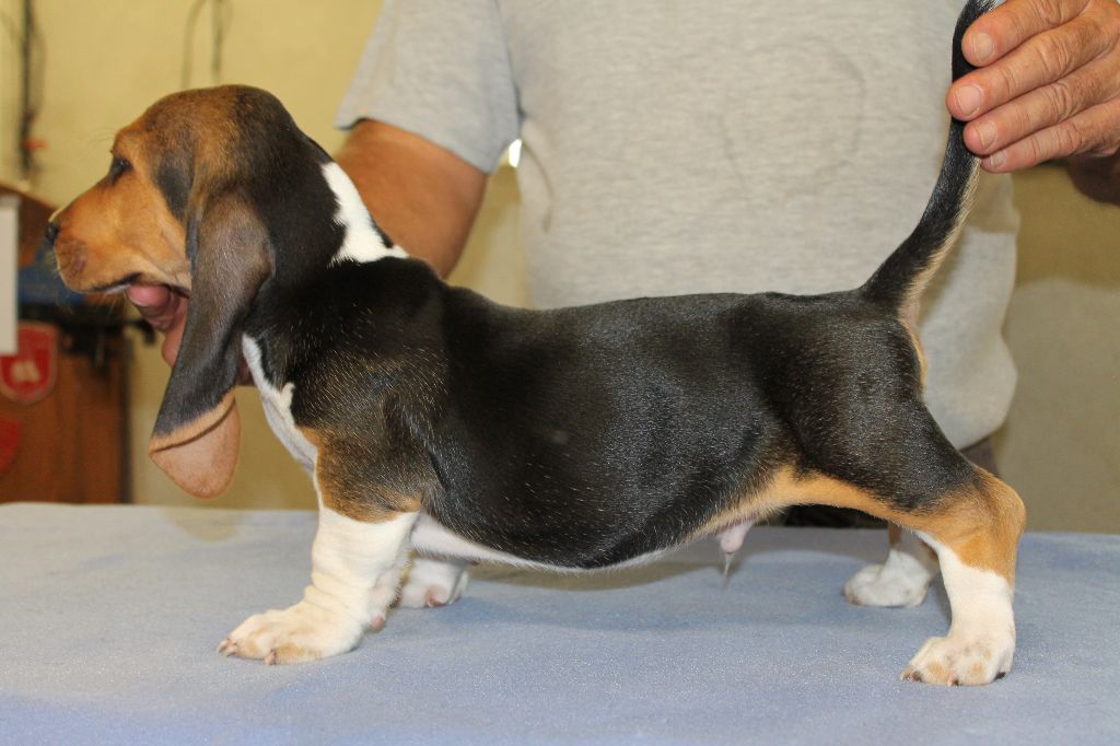 TURIN de la Petite Dordogne