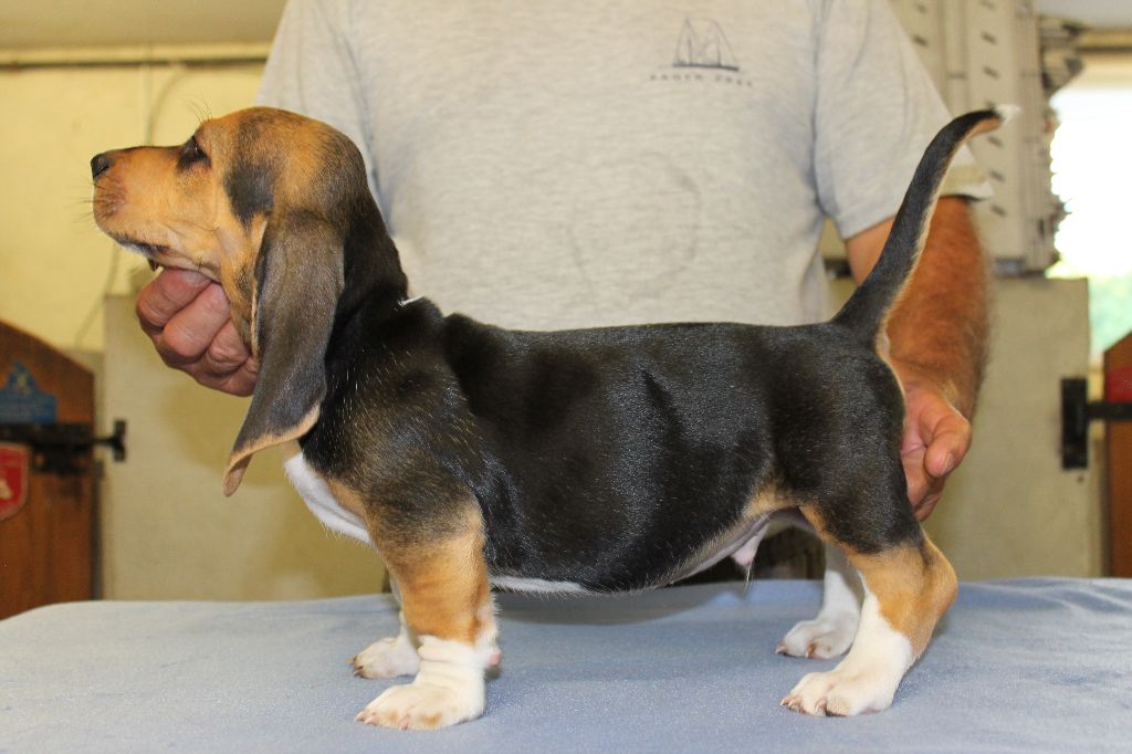 THOR de la Petite Dordogne