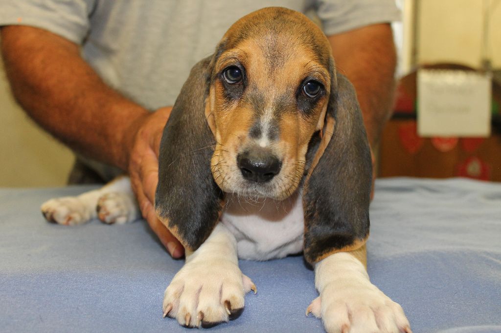THOR de la Petite Dordogne