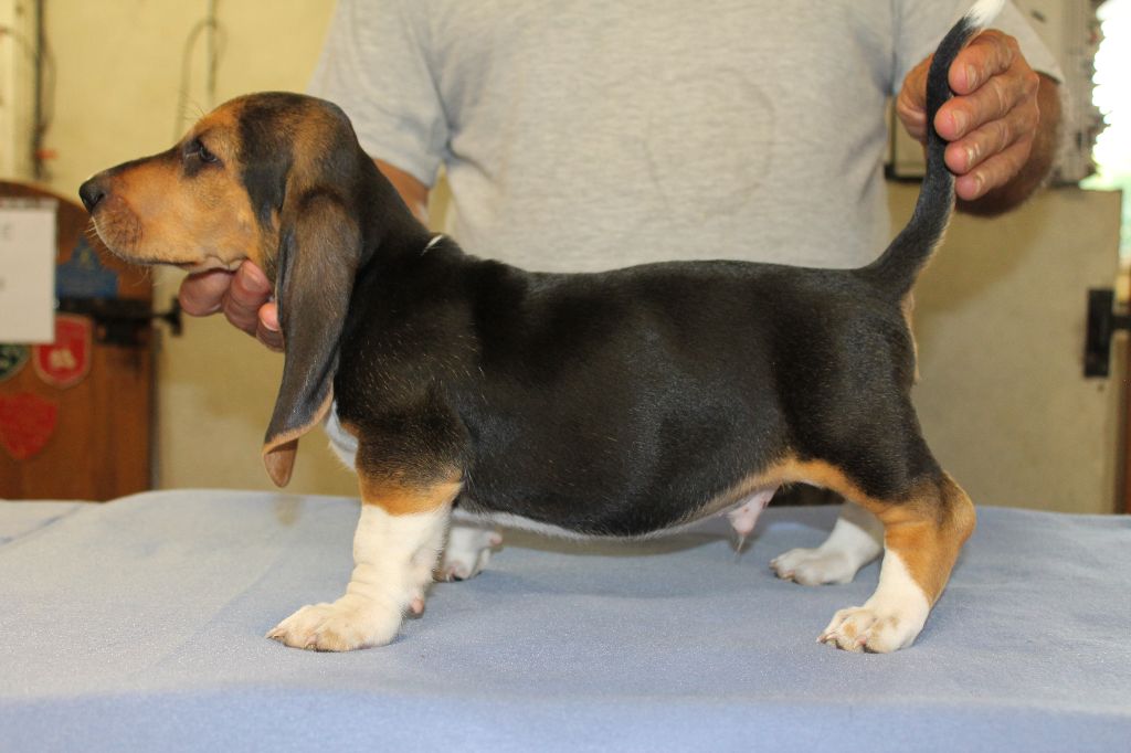 TOKYO de la Petite Dordogne