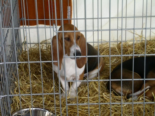 Dauphine (Sans Affixe) - Prometteur Classe Puppy Femelle