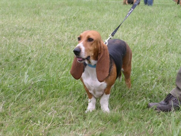 Bohéme de la petite dordogne - EXCELLENT Classe travail