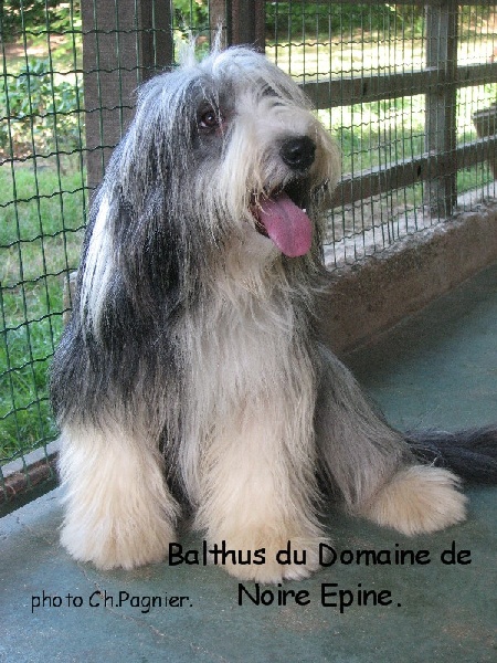 Publication : Du domaine de noire epine Auteur : Christine Pagnier