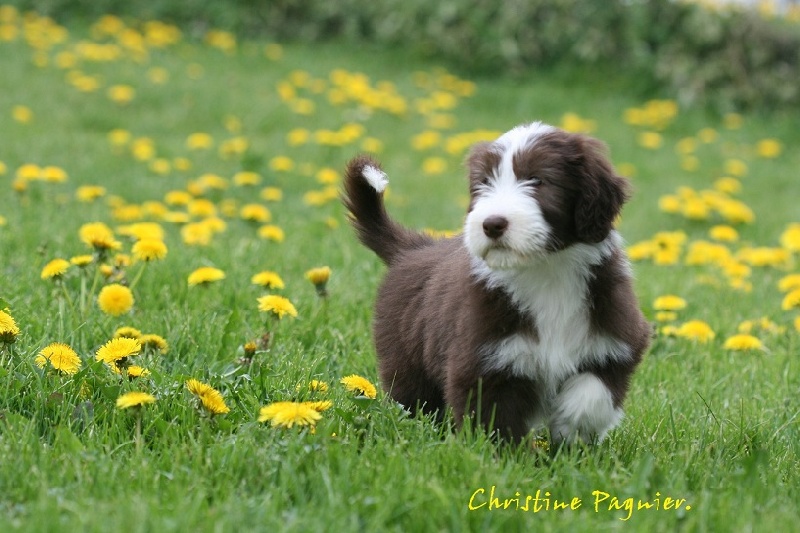 Publication : du paradis des coeurs tendres Auteur : Christine Pagnier