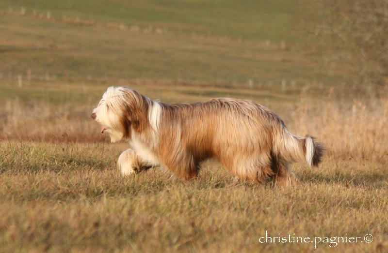 Publication : du paradis des coeurs tendres Auteur : Christine Pagnier