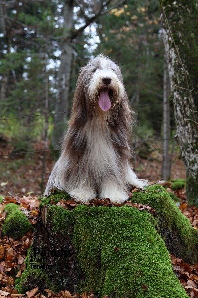 Publication : du paradis des coeurs tendres Auteur : Christine Pagnier