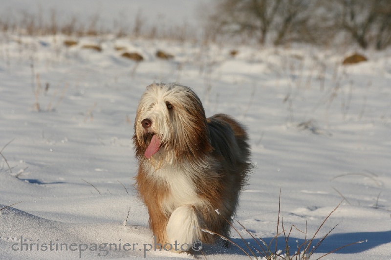 Publication : du paradis des coeurs tendres Auteur : Christine Pagnier