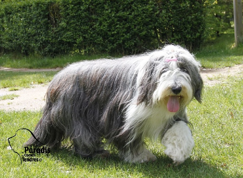 Brenda du paradis des coeurs tendres