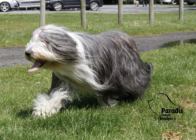 Brenda du paradis des coeurs tendres
