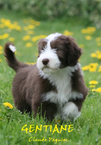 Publication : du paradis des coeurs tendres Auteur : Christine Pagnier