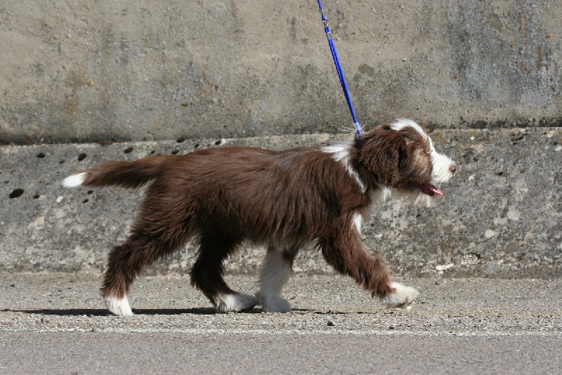 Publication : du paradis des coeurs tendres Auteur : Christine Pagnier
