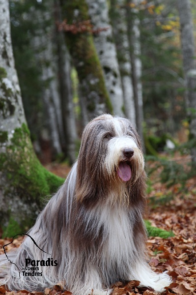 Publication : du paradis des coeurs tendres Auteur : Christine Pagnier