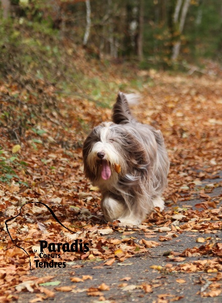 Publication : du paradis des coeurs tendres Auteur : Christine Pagnier