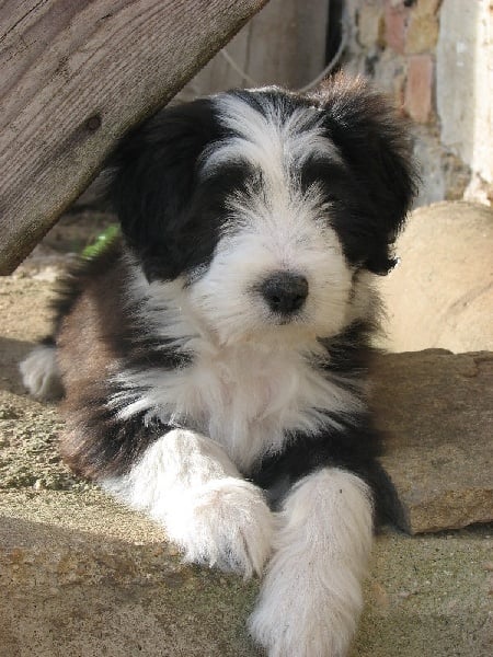 Brenda du paradis des coeurs tendres