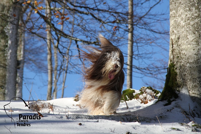 Publication : du paradis des coeurs tendres Auteur : Christine Pagnier