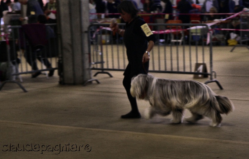 CH. Gentiane des Emeraudes du Lac - 2° EXC.RCACS