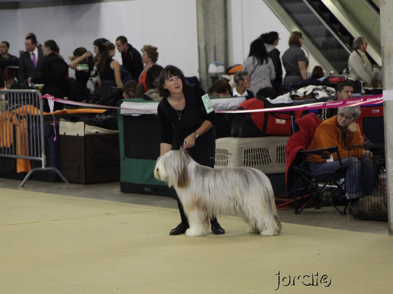 CH. Gentiane des Emeraudes du Lac - 2° EXC, RCACS