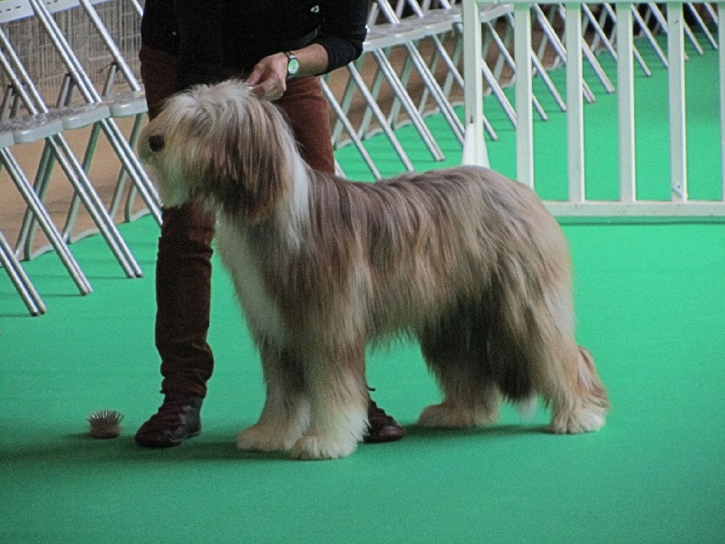 CH. Gentiane des Emeraudes du Lac - 1° EXC, Meilleure Jeune