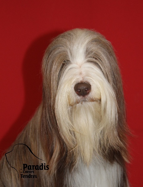 CH. Gentiane des Emeraudes du Lac - 2° EXC