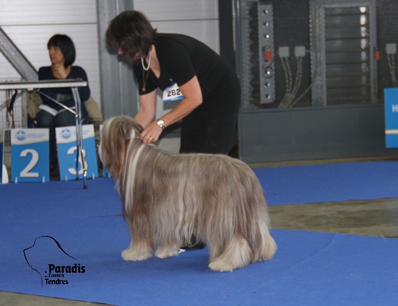 CH. Gentiane des Emeraudes du Lac - 2°EXC RCAC